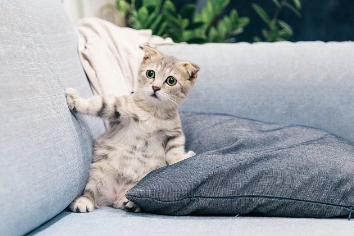 A small cat with large eyes and folded ears sits upright on a blue couch, perfectly content after its owner's financial planner helped balance the budget, surrounded by the serene backdrop of leafy plants.