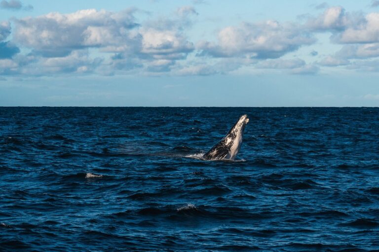 Categories 4 Photo Humpback whale, Whale Conservation