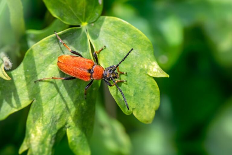 Photo Seasonal Pest Prevention Checklist