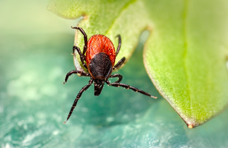 Photo Seasonal Pest Prevention Checklist