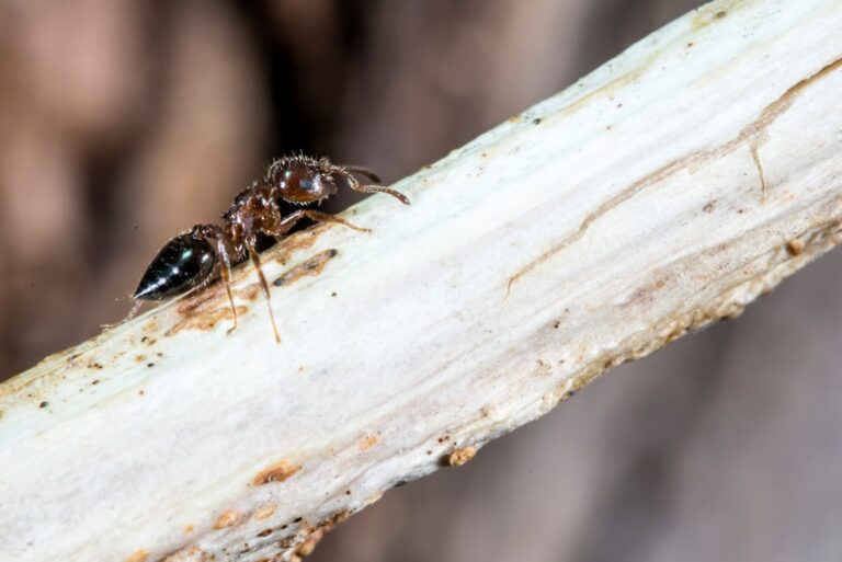 Photo Termite Protection