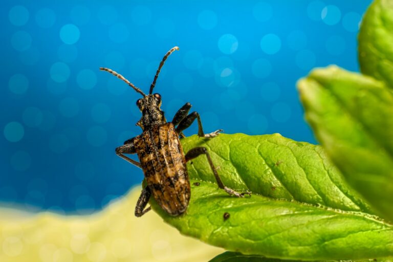 Photo Pest Control Company, Hiring a Pest Control Company