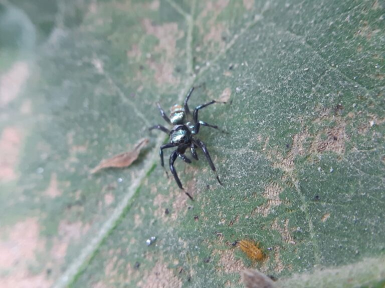 Photo Pest Control, Child and Pet Safe Pest Control