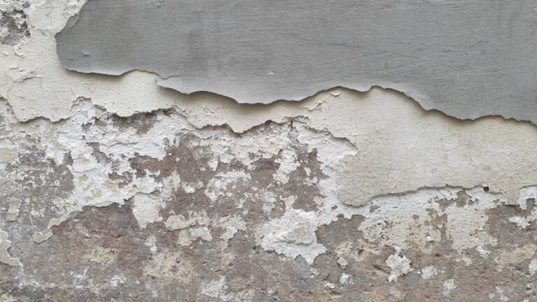 Photo Mold Removal Basics