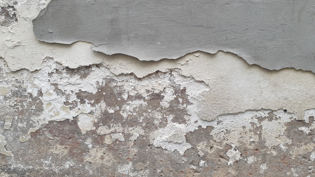 Photo Mold Removal Basics