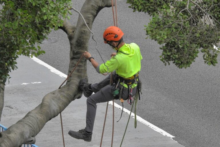 Photo Tree Service, selecting a tree service