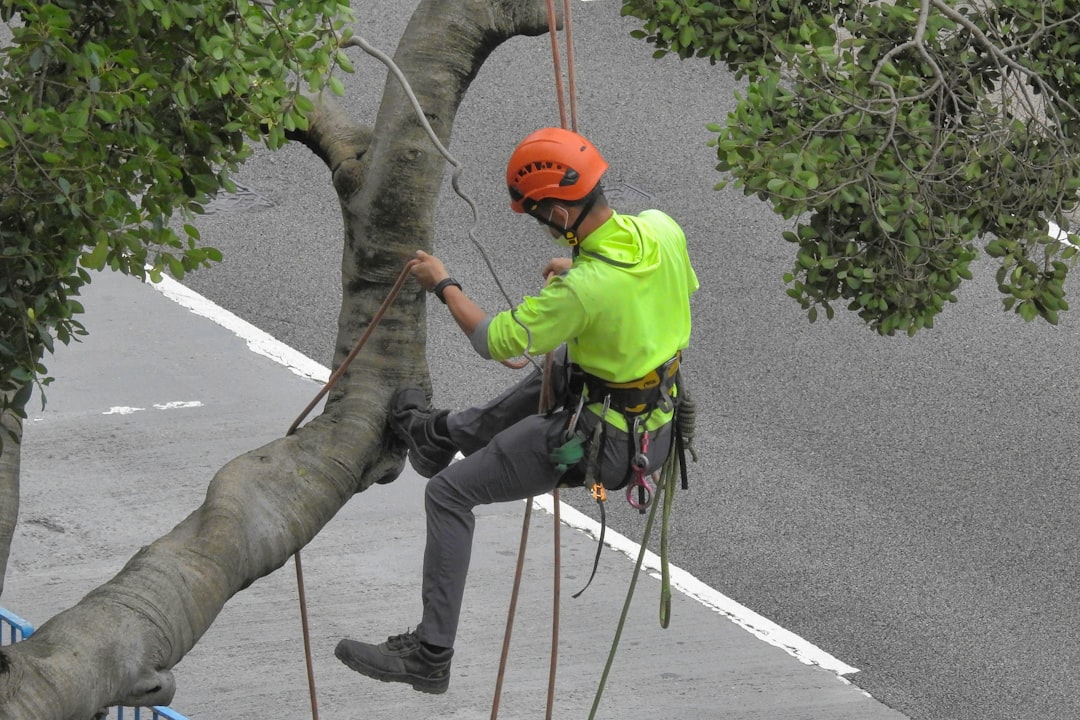 Photo Tree Service, selecting a tree service