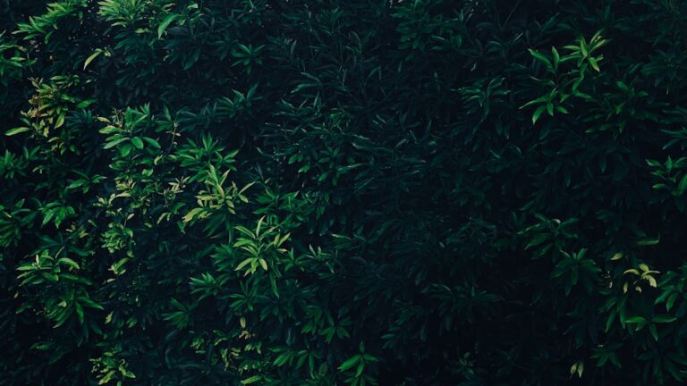 Photo Lawn Care Subscriptions