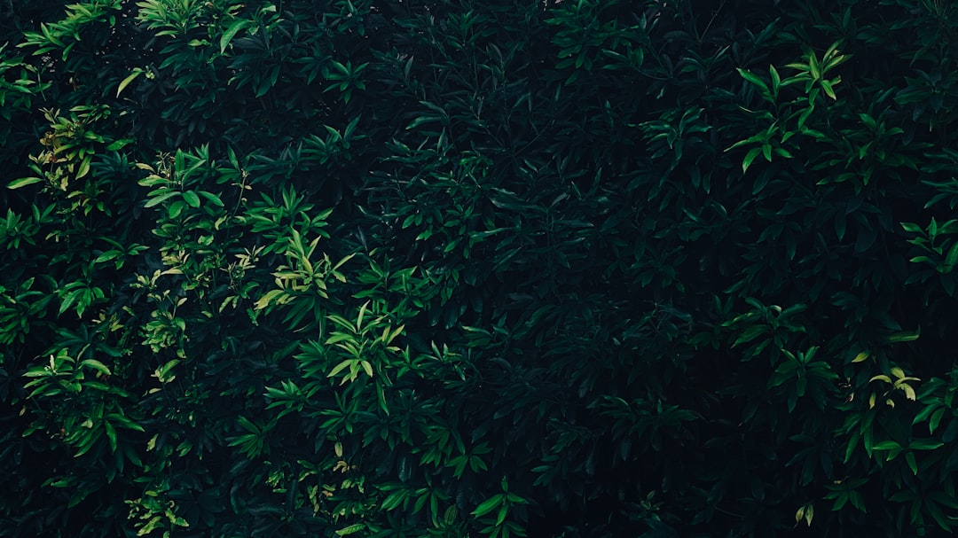 Photo Lawn Care Subscriptions